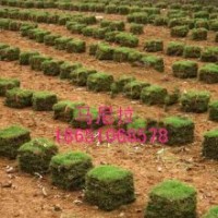 百慕大草坪供應，馬尼拉草坪供應