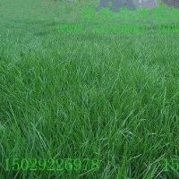 陜西草坪|西安草坪區|優等級草坪培育|陜西綠化草坪