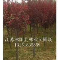 本場常年供應：佛甲草、紅葉小檗、金葉女貞