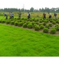句容草坪直銷處批發優質百慕大草坪