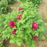 限時預定牡丹苗芍藥苗 優惠促銷