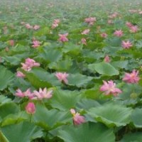 荷花，睡蓮，碗蓮