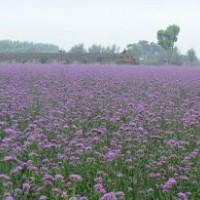 玉帶草，狼尾草，馬鞭草