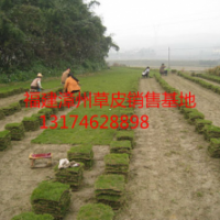 漳州草皮、漳州草坪、漳州馬尼拉草、綠化草皮