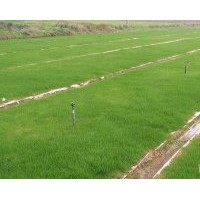 句容欣欣草坪基地供應優質無土草坪卷