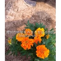 山東草花批發價格