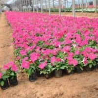 矮牽牛批發(fā) 山東矮牽牛價格 青州矮牽?；?/></a>
<ul><li><a href=