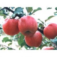 山東蘋果苗、旭昇園藝