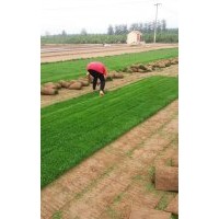 欒城草坪基地供應冷季型草坪