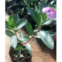 長春花