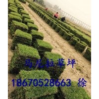 貴州畢節草坪基地/畢節馬尼拉草皮供應/畢節草皮多少錢？