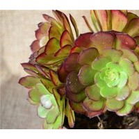 阜新花卉、綠馨花卉、迷你花卉