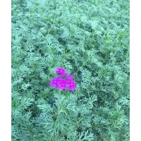 優質綠化草花美女櫻批發