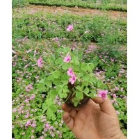 綠化草花醡漿草批發
