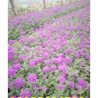 批發優質綠化草花宿根美女櫻