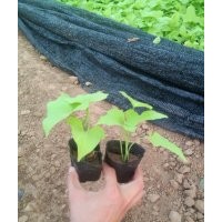 優質黃金薯批發種植中心