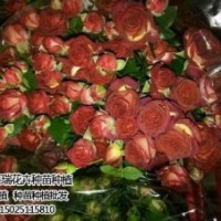 卡羅拉玫瑰苗供應_卡羅拉玫瑰苗_紅瑞花卉(圖)