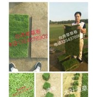 大葉油草