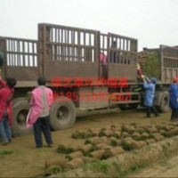 供應冷季型早熟禾草坪