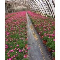 草花基地，草花價格