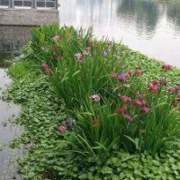 供應(yīng)云南水生植物｜云南哪里有賣水生植物｜云南水生植物基地直銷
