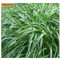 大量供進口一年生黑麥草種子