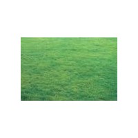 各類優(yōu)質(zhì)草坪火熱銷售中：馬尼拉草坪，百慕大草坪，天堂草坪，狗