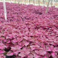 草花價格
