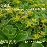 德國景天