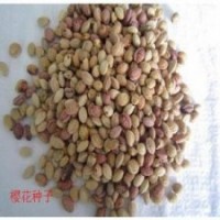 櫻花種子常年大量供應送貨上門品質保證