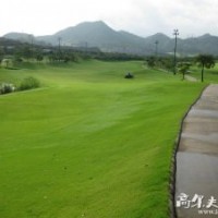 供應(yīng)多年生-四季青草種，別名：匍莖剪股穎，本特草，四季青草坪