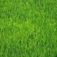 果嶺草坪、高羊茅草坪直銷