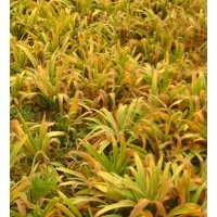 直銷鳶尾，紅花草，蔥蘭，玉簪，金葉麥冬