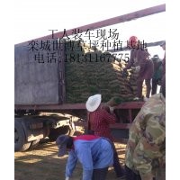 邢臺草坪|邯鄲草坪|秦皇島草坪