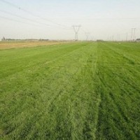 高爾夫球場草皮基地
