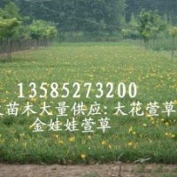供應金娃娃萱草苗價格便宜 數量大 金娃娃萱草基地