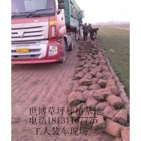 草皮、四季青草坪、草皮價格
