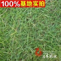 大量銷售溝葉結(jié)縷草草坪
