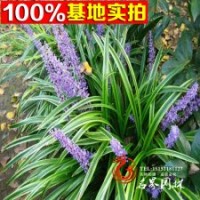 批發(fā)常年供應 金邊萬年久