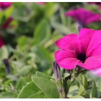 時(shí)令草花