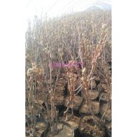 宿根花卉、樹春花卉苗木、北方宿根花卉