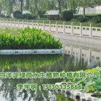 荷花、荷花種苗價格、綠荷水生