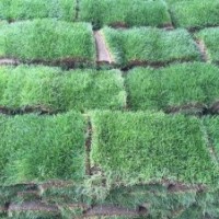 長期供應：果嶺草、臺灣草、沙培草、矮生百慕大、天堂草等