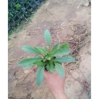 綠化草花金雞菊批發價格，圖片