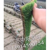 馬尼拉，混播黑麥草：狗牙根(百慕大)，天堂草，草坪卷，草坪毯，