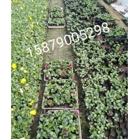 江西省南昌市哪里有冬季草花石竹羽衣甘藍；三色堇金盞菊甜菜賣