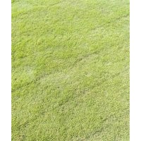 馬拉尼草皮批發,南通馬拉尼,金氏苗木(查看)