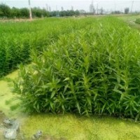 供應江西南昌水生植物|南昌水生花卉|南昌水生植物花卉種苗|南昌