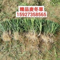 麥冬草基本直銷—中葉、細(xì)葉麥冬—闊葉麥冬草—產(chǎn)地貨源—低價(jià)供