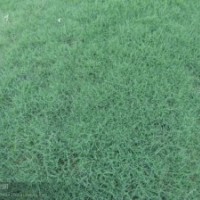 供應優質狗牙根草坪電話